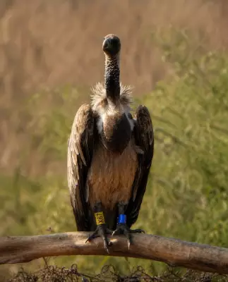 Captive-bred vulture flies 3,334 km from Maharashtra to Ranthambore