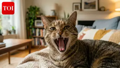 Cat's Secret Double Life Revealed by TikTok Owner's Viral Story