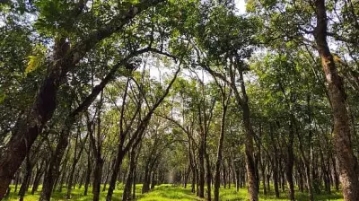 Digital Database Captures India's Vast Tree Diversity with 4,000+ Species