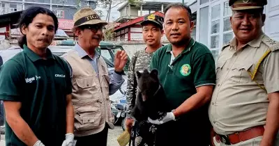 Doom Scroll and 200-Km Drive Save Bear Cub in Arunachal Pradesh