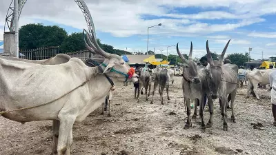 Drought Scare Hits Chitradurga Cattle Market as Buyers Stay Away