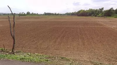 Dry Spell Hits Sirsi Paddy Farmers as Monsoon Delays