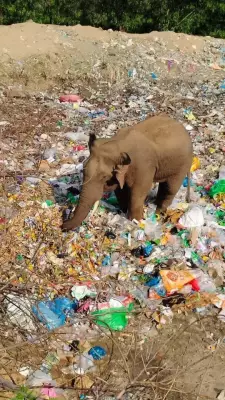 Elephant Scavenges at Plastic Waste Dump During Pilgrim Influx at MM Hills