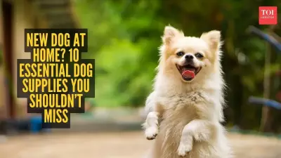 Essential Pet Care Items Every Dog Owner Needs