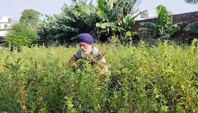 Ex-serviceman Gurbinder Singh leads organic farming revolution in Amritsar