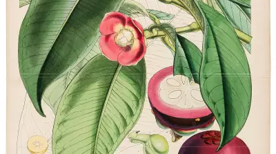 Exhibition in Bengaluru Shows How Plants Shape Politics and Daily Life