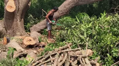 Farmer cuts down 55 ancient mango trees to repay rising bank loans in Krishnagiri