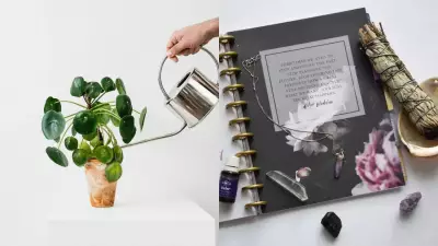 Feng Shui Money Plant Tips to Attract Wealth and Prosperity
