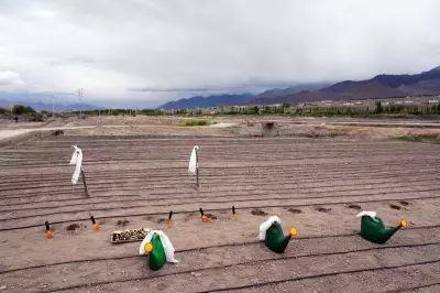 Foundation laid for India's first high-altitude flower fields in Leh