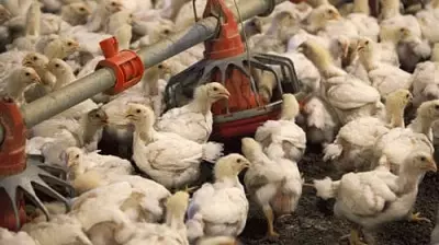 Free Poultry Farming Training in Karnataka for Rural Youth