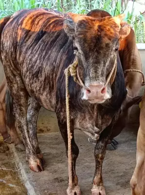 From Bus Driver to Cattle Conservationist: Man's Quest for Healthy Milk Saves Indigenous Breed