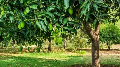 From Mango Season to Frog Season: A Shift in India's Climate Patterns