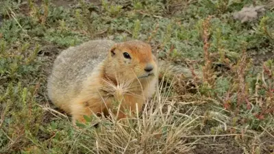 Frozen Squirrel Poop Reveals 700,000-Year-Old Arctic Ecosystem Secrets