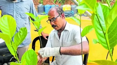 Grafting Campaign Celebrates Jackfruit Diversity in Coastal Karnataka