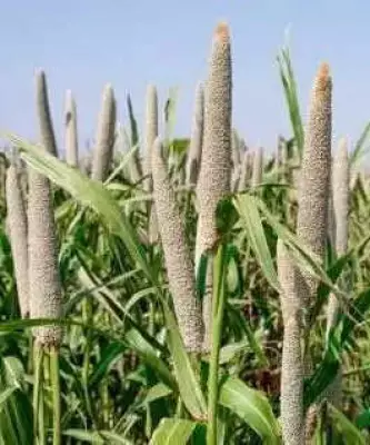 Haryana farmers allege Rs 24 crore unpaid under Bhavantar Yojana for bajra