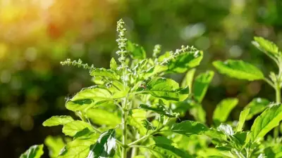 Holy Basil (Tulsi): The Queen of Herbs for Stress, Immunity, and Health