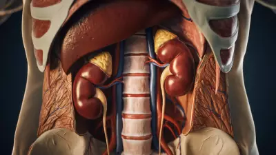 How Dehydration Strains Kidneys: Risks of Stones, Infections, and High Blood Pressure