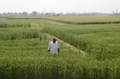 How Precision Tech and Organic Carbon Are Reviving Haryana’s Agriculture