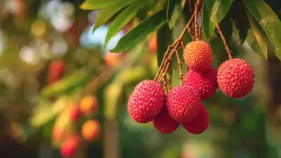 India Exports GI-Tagged Tezpur Litchi to Dubai, Boosting Northeast Agri Trade