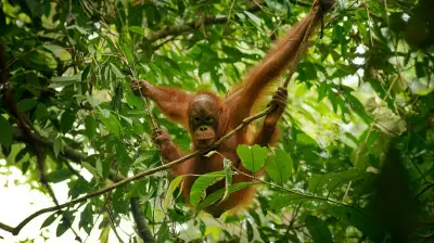 Indonesia Floods Killed 7% of Rare Orangutans, Report Says
