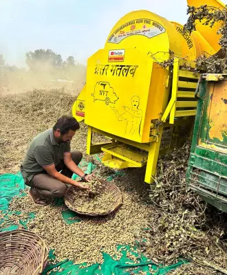 Kapurthala farmers reap rich harvest of spring groundnut variety J-87