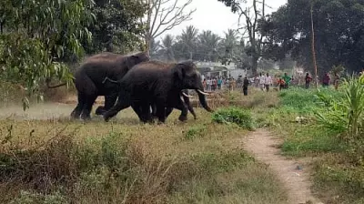 Kerala Witnesses Consecutive Wild Elephant Attack Deaths
