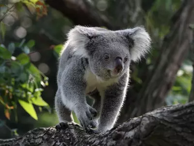 Koala Study Challenges Assumptions About Genetic Diversity and Extinction Risk