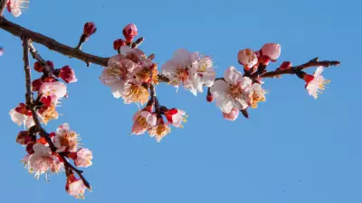 Ladakh's Apricot Blossom Festival: A Stunning Spring Spectacle in the Himalayas