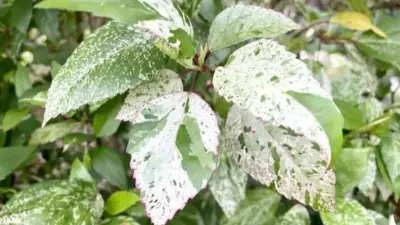 Leaves Turning Chalky White: Causes and Fixes for Gardeners