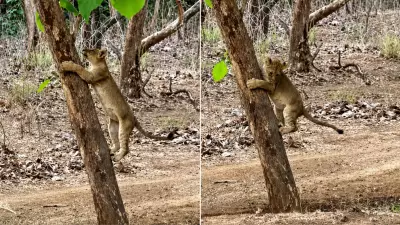 Lion Cub Climbs Tree in Gir, Then Decides to Come Back Down: Watch