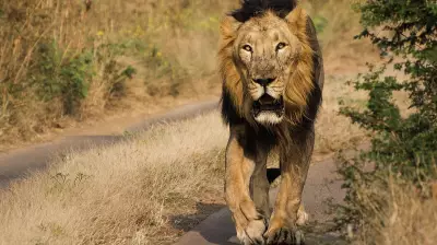 Lion Kills Villager in Gujarat's Bhavnagar; Second Attack in Two Days