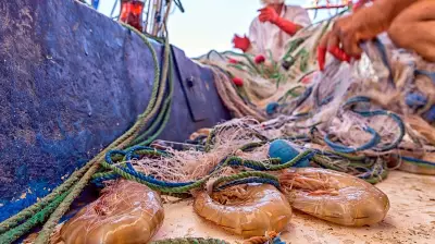 Lower prices, higher costs hit Andhra aqua farmers hard