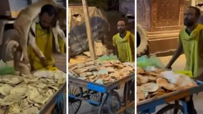 Man Collects Rotis to Feed Stray Cows, Viral Video Wins Hearts