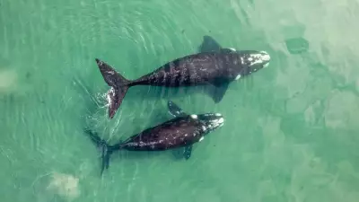 Massive Whale Graveyard Discovered in Deep Indian Ocean Zone