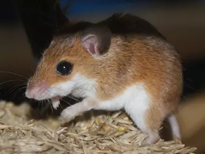 Mouse Plague Cost Australia Over $100 Million in 2021, Study Finds