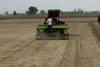Paddy Dominates Kharif in Sonepat, Panipat as DSR Technique Gains Ground