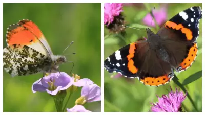 Peacock Butterfly Crowned Britain's Favorite in National Poll