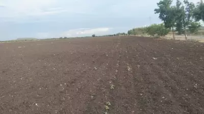 Rain Failure Leads to Crop Loss for Farmers in Karnataka's Chitradurga