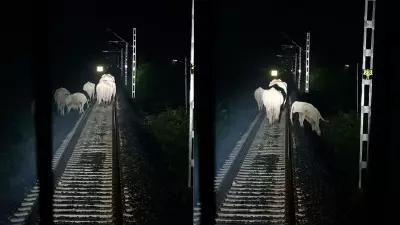 Rajdhani Express Pilots Save Elephant Herd by Applying Emergency Brake