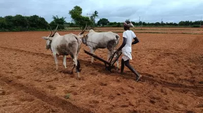 Scanty Rainfall Slows Kharif Sowing in Karnataka's Kolar District