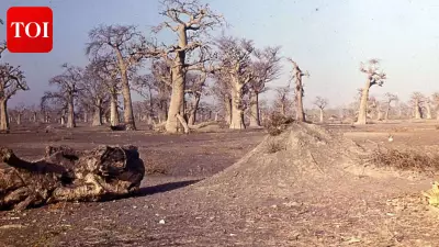 Senegal Mangrove Carbon Credits Called 'Ghost Carbon' by Researchers