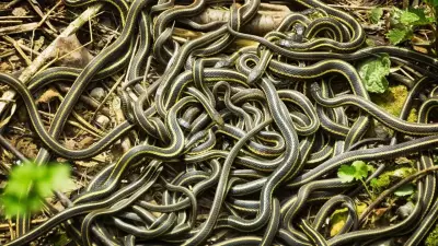 Spring Spectacle: Thousands of Snakes Emerge at Narcisse Dens in Manitoba