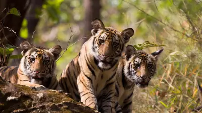 Study: Tiger Coexistence Must Be Shared, Negotiated Process