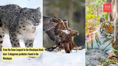 The Himalayas' Hidden Predators: From Snow Leopards to Golden Eagles