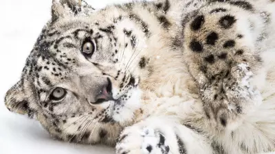 The Snow Leopard: Ghost of the Himalayas Facing Extinction Crisis