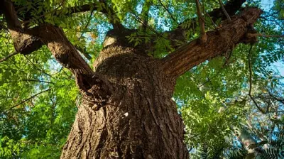 Trees Cannot Be Collateral Damage: A Call for Better Urban Planning