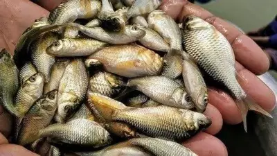 Untreated sewage causes fish deaths in Mandi's Ratti rivulet: HPSPCB