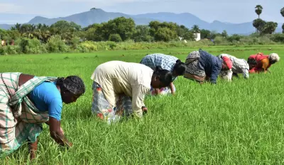 Vaigai Dam at Lowest Level Raises Concerns for Kuruvai Irrigation