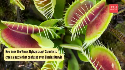 Venus Flytrap's Secret: How the Plant Snaps Shut in a Second