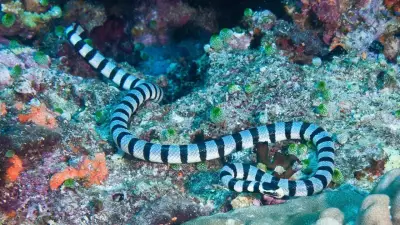 World's Scariest Sea Snakes: Venom, Aggression, and Danger